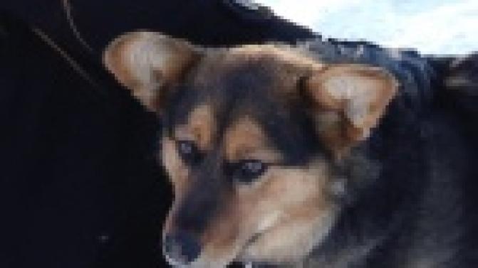 Пушистые и гладкошерстные, крохотные и побольше, светлые и темные...