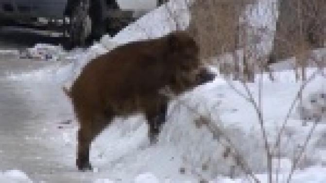 Спасатели сегодня ловили дикого кабана.