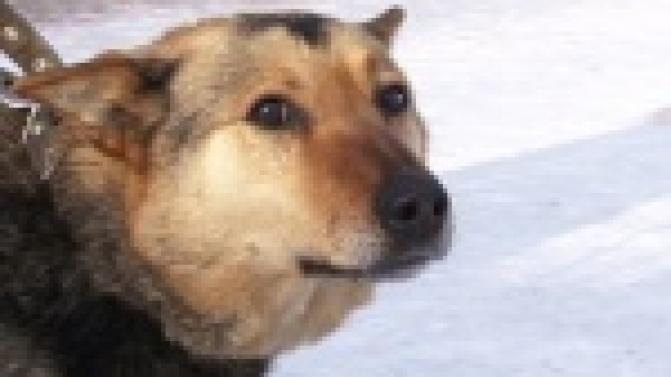 Домашние животные превращаются в бездомных.