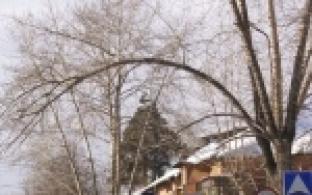 Шестьсот десять аварийных деревьев планирует кронировать или спилить городская администрация в этом году.