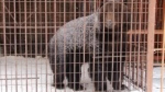 Депутаты фракции "Единая Россия" взяли опеку над мишкой из первоуральского зоопарка.