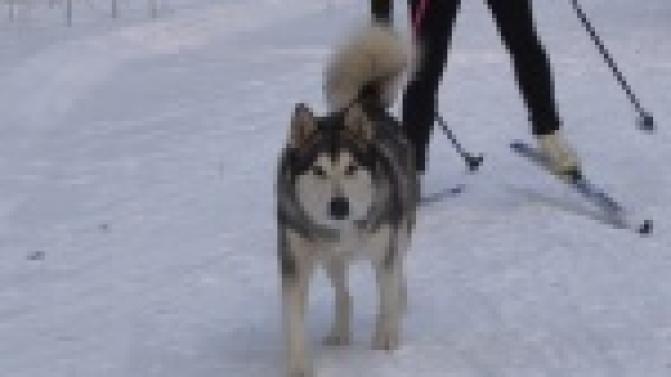 В гагаринском лагере не умолкал лай собак. Гонки на упряжках прошли в эти выходные.