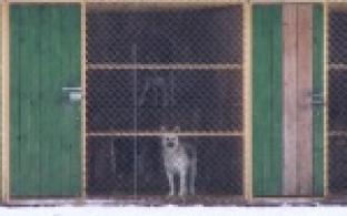 Белые в крапинку!