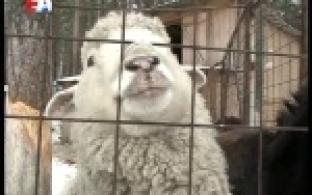 В Первоуральском зоопарке баран по кличке Фикс накануне предсказал раннюю весну.
