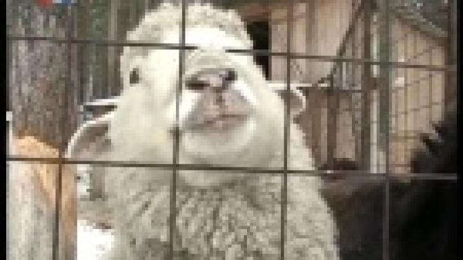 В Первоуральском зоопарке баран по кличке Фикс накануне предсказал раннюю весну.