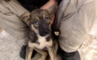 Жестокий случай обращения с животными в Первоуральске.