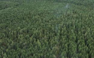 Утверждена дата начала пожароопасного сезона в Свердловской области