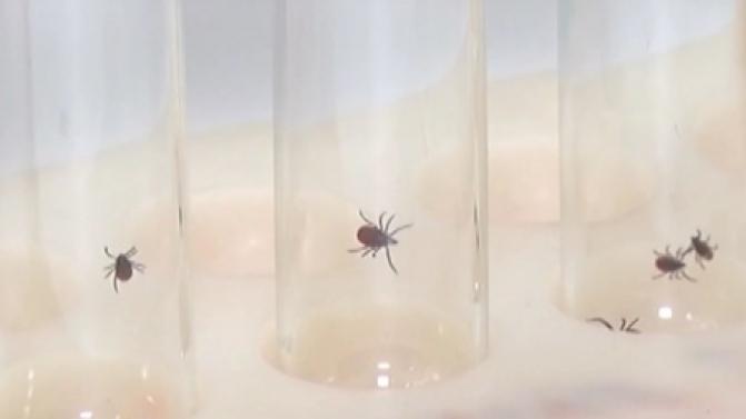 В Свердловской области зарегистрированы первые пострадавшие от присасывания клещей в 2026 году