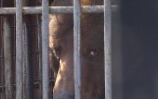 В Первоуральском мини-зоопарке проснулись хищники