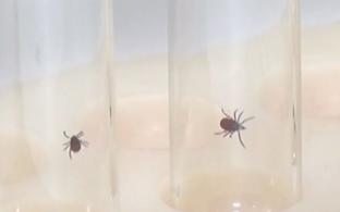 Клещей в этом году на Урале будет меньше