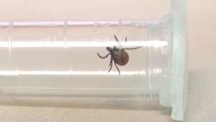 В Первоуральске зарегистрированы первые пострадавшие от укусов клещей