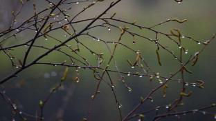 Выходные в Первоуральске будут прохладными и дождливыми