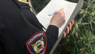 В Первоуральске сотрудники уголовного розыска ликвидировали наркоплантацию в частном секторе