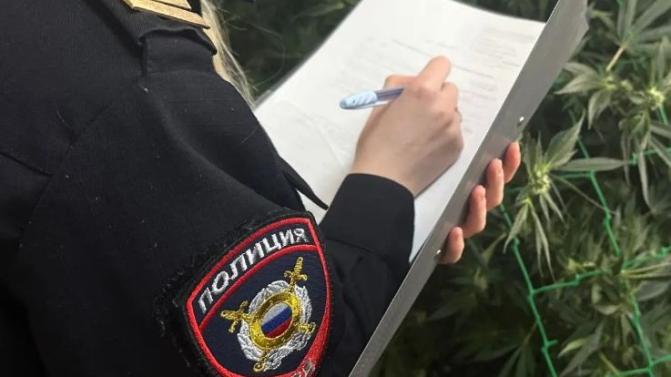 В Первоуральске сотрудники уголовного розыска ликвидировали наркоплантацию в частном секторе
