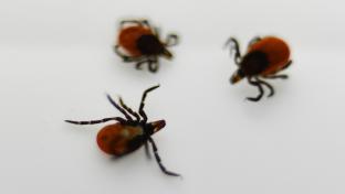 В Первоуральский травмпункт обратились 46 пострадавших от клещей