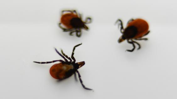 В Первоуральский травмпункт обратились 46 пострадавших от клещей