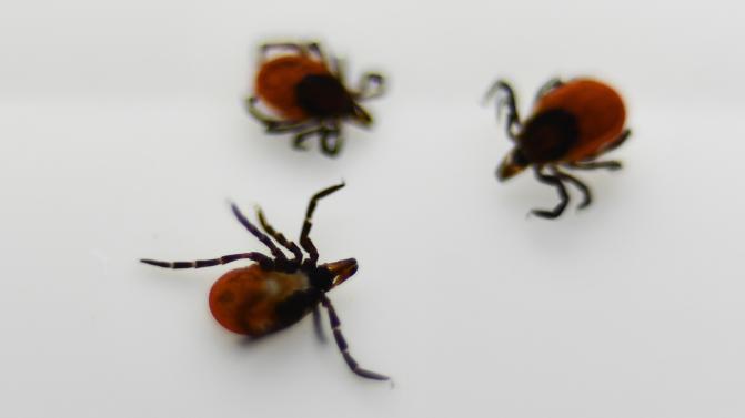 В Первоуральский травмпункт обратились 46 пострадавших от клещей