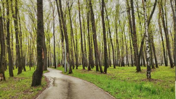 Рабочая неделя в Первоуральске будет тёплой, но дождливой