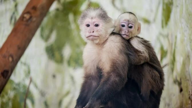 10 случаев укусов детей животными зарегистрировано в Первоуральске за месяц