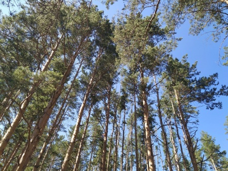 Запрет на посещение лесов ввели в Свердловской области
